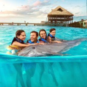 Swim-With-Dolphins