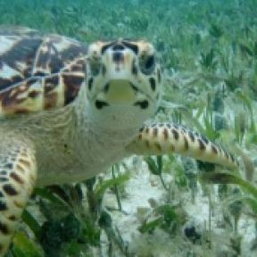 Turtles-Swim-Snorkeling